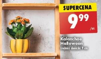 Biedronka Kalanchoe Halloween średnica doniczki 9 cm oferta