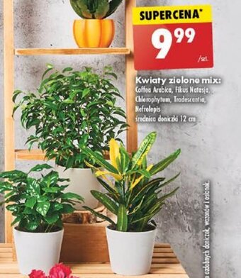 Biedronka Kwiaty zielone mix: Coffea Arabica, Fikus Natasja, Chlorophytum, Tradescantia, Nefrolepis oferta