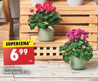 Biedronka Cyklamen średnica doniczki 10,5 cm oferta