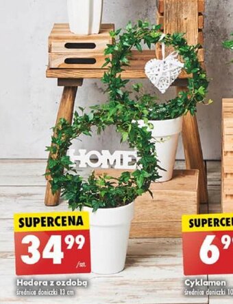 Hedera z ozdobą średnica doniczki 13 cm