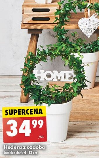 Biedronka Hedera w ozdobnej doniczce 13 cm oferta