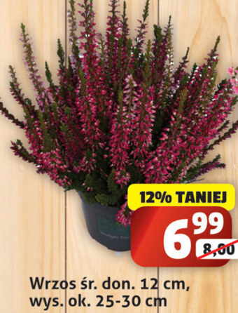 Sedal Wrzos oferta