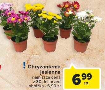 Carrefour Market Chryzantema oferta