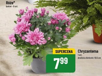 Polomarket Chryzantema 1 szt. oferta