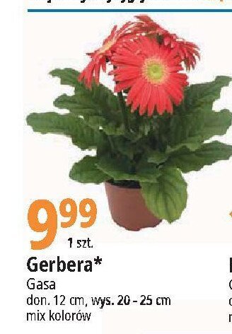 E.Leclerc Gerbera 12 cm oferta