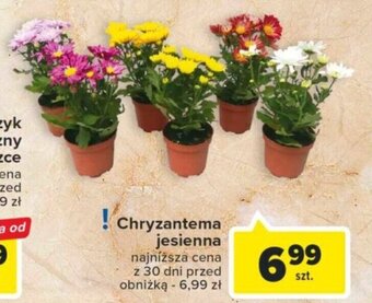 Carrefour Chryzantema jesienna oferta