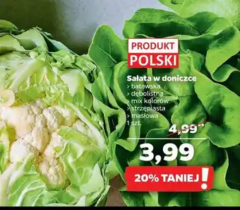 Netto Sałata ozdobna w doniczce batawska 1 SZT oferta