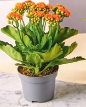 Netto Kalanchoe oferta