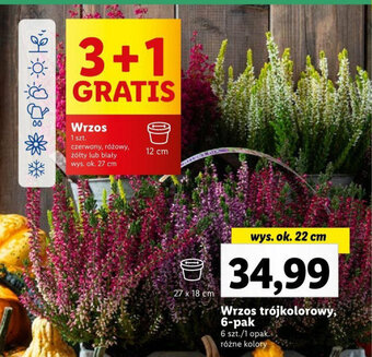 Lidl Wrzos trójkolorowy, 6-pak oferta