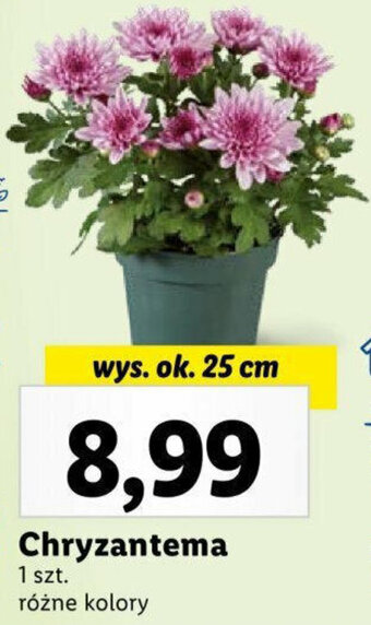 Lidl Chryzantema oferta