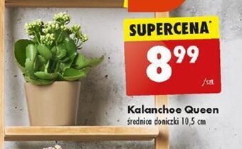 Biedronka Kalanchoe Queen 1 szt. oferta
