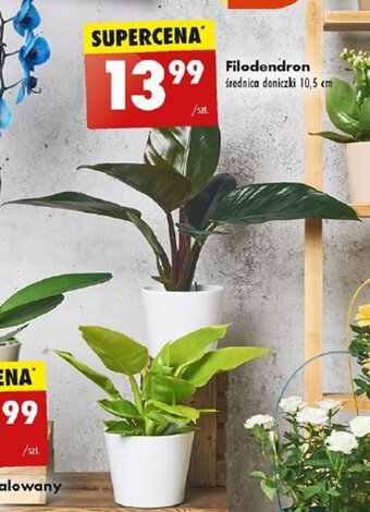 Biedronka Filodendron oferta
