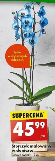 Biedronka Storczyk malowany w doniczce oferta