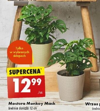 Mostera Monkey Mask