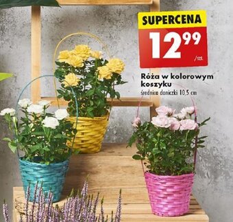 Biedronka Róża w kolorowym koszyku oferta