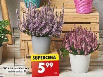 Biedronka Wrzos pączkowy oferta