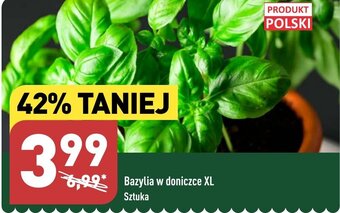 ALDI Bazylia w doniczce XL Sztuka oferta