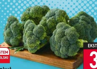 Stokrotka Brokuł oferta