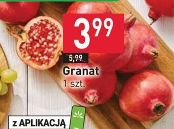Stokrotka Granat 1 szt. oferta