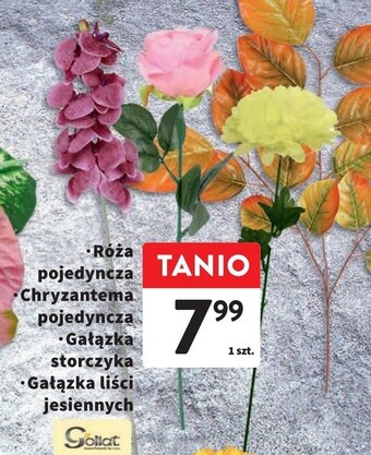 Intermarche Kwiat storczyk oferta