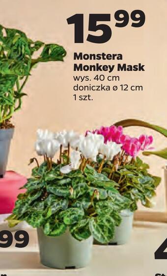 Netto Monstera monkey mask oferta