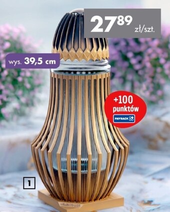 Mrówka Znicz oferta