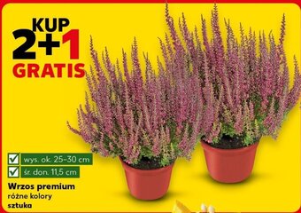 Kaufland Wrzos premium szt. oferta
