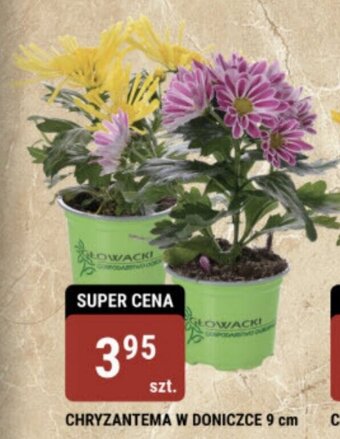 CHRYZANTEMA W DONICZCE 9 cm