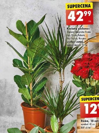 Biedronka Kwiaty zielone oferta