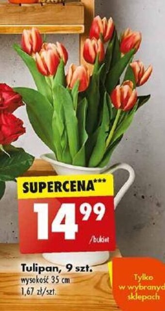 Biedronka Tulipan, 9 szt. oferta