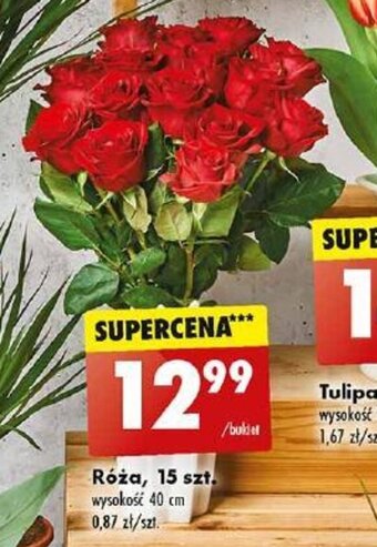 Biedronka Róża, 15 szt. oferta