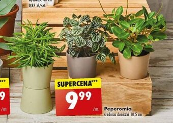 Biedronka Peperomia oferta