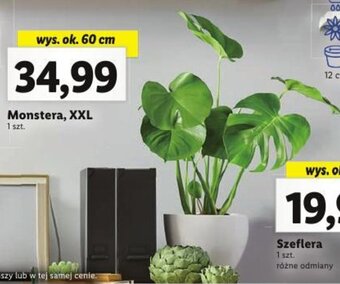 Lidl Monstera, XXL oferta
