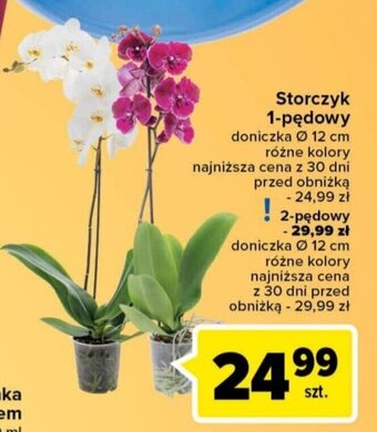 Carrefour Storczyk 1-pędowy oferta