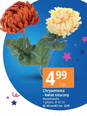 E.Leclerc Chryzantema 67 cm oferta