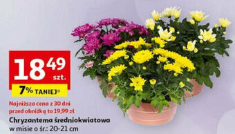 Auchan Chryzantema średniokwiatowa oferta