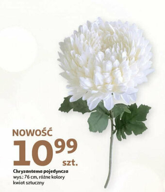 Auchan Chryzantema pojedyncza oferta