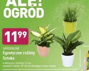 ALDI Egzotyczne rośliny oferta