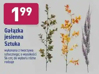 ALDI Gałązka jesienna oferta