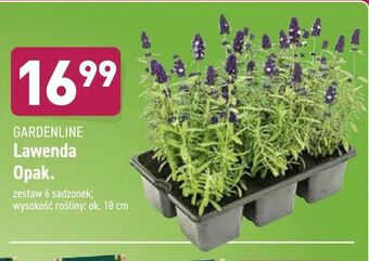 ALDI Lawenda oferta