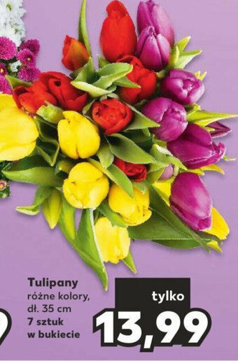 Kaufland Tulipany 7 sztuk oferta
