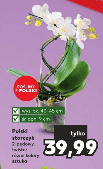 Kaufland Polski storczyk sztuka oferta