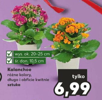 Kaufland Kalanchoe sztuka oferta