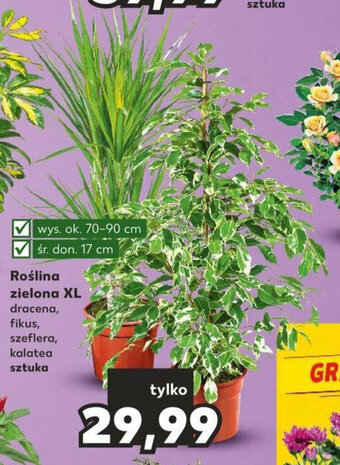 Kaufland Roślina zielona XL oferta