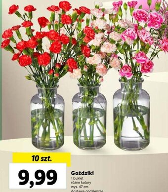 Lidl Goździki 10 szt. oferta