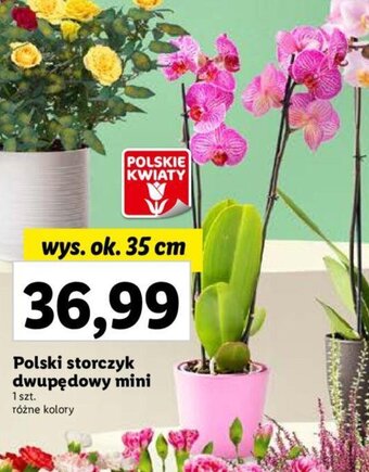 Lidl Polski storczyk dwupędowy mini oferta
