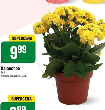 Polomarket Kalanchoe oferta