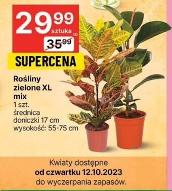 Delikatesy Centrum Rośliny zielone XL mix 1szt oferta