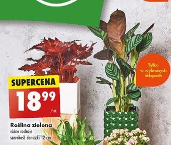 Biedronka Roślina zielona oferta