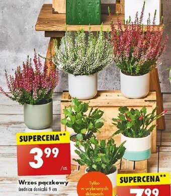 Biedronka Wrzos pączkowy oferta